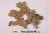 藏品(平滑牛皮葉衣)的圖片